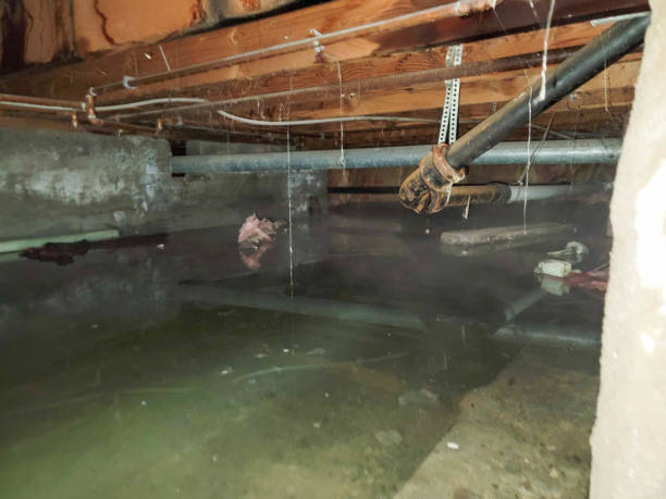 Best Mold removal after water damage  in Elkins, WV