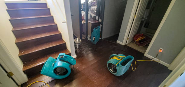 Best Carpet water damage restoration  in Elkins, WV